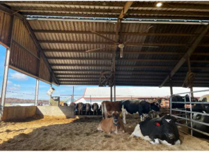 Cows lying down